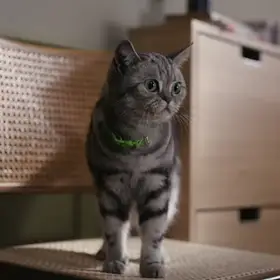Anime Cat