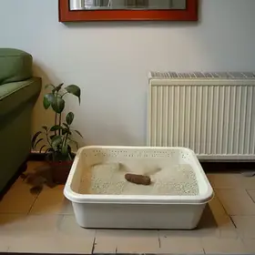 Everythings Bonsai