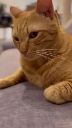 Wizard Cat